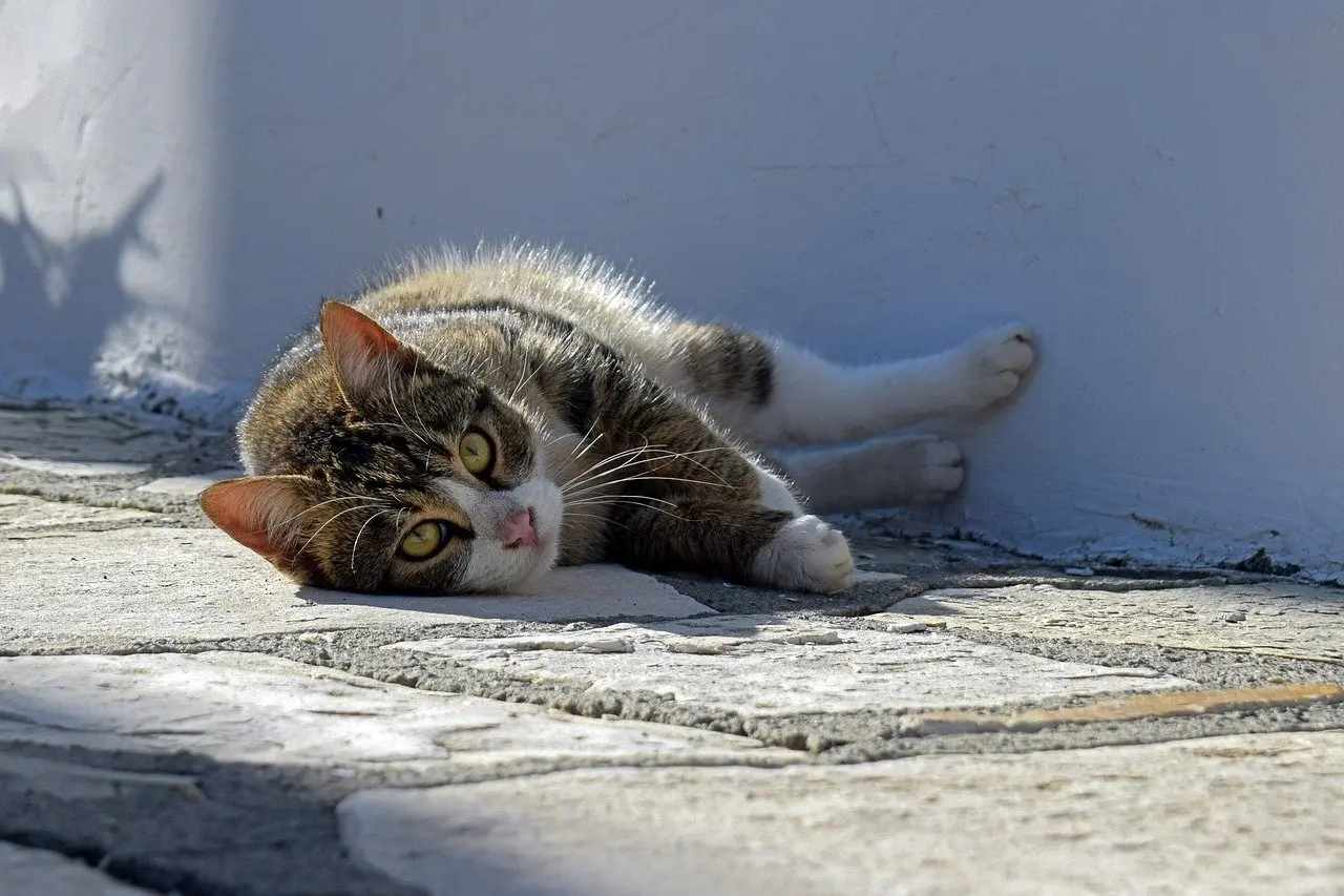 Avviso manifestazione di interesse rivolto a veterinari per la cura di gatti senza proprietario